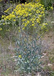 Image result for Isatis tinctoria