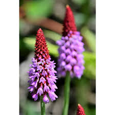 Attēlu rezultāti vaicājumam “Primula veris var. rubra flower”