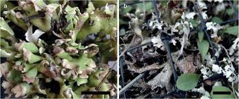 Attēlu rezultāti vaicājumam “Plectocarpon lichenum”