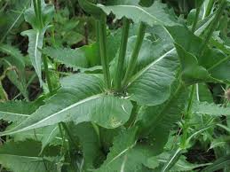 Attēlu rezultāti vaicājumam “Dipsacus fullonum fruit”