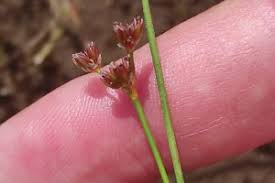 Attēlu rezultāti vaicājumam “Juncus bulbosus”