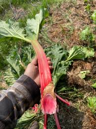 Attēlu rezultāti vaicājumam “Rheum rhabarbarum fruit”