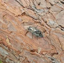 Attēlu rezultāti vaicājumam “Chalcophora mariana”