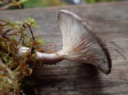 Attēlu rezultāti vaicājumam “Cantharellula umbonata”