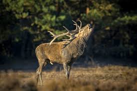 Attēlu rezultāti vaicājumam “Cervus elaphus”