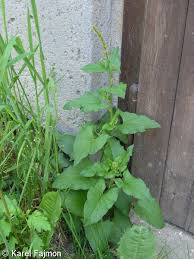 Attēlu rezultāti vaicājumam “Chenopodium bonus-henricus”