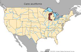 Attēlu rezultāti vaicājumam “Carex acutiformis fruit”