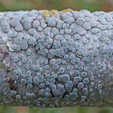 Attēlu rezultāti vaicājumam “Lecanora carpinea”