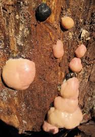 Attēlu rezultāti vaicājumam “Amaurochaete atra”