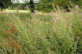 Attēlu rezultāti vaicājumam “Epilobium hirsutum”