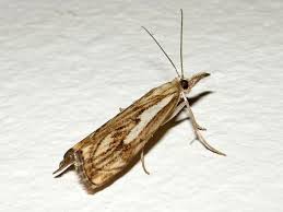 Attēlu rezultāti vaicājumam “Catoptria falsella”