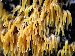 Attēlu rezultāti vaicājumam “Mucronella”