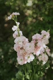 Image result for Levkoje