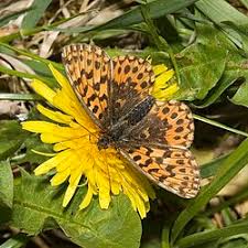 Attēlu rezultāti vaicājumam “Boloria dia underside”