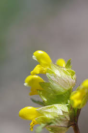 Attēlu rezultāti vaicājumam “Rhinanthus serotinus flower”