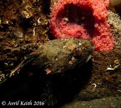 Image result for Myoxocephalus scorpius