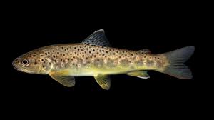 Image result for Salmo trutta