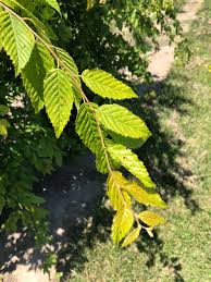 Attēlu rezultāti vaicājumam “Carpinus caroliniana”