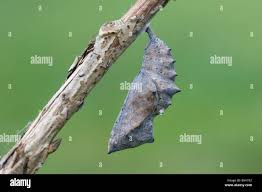 Attēlu rezultāti vaicājumam “Nymphalis xanthomelas pupa”