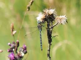 Attēlu rezultāti vaicājumam “Aeshna juncea”