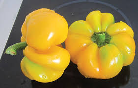 Afbeeldingsresultaat voor topepo giallo sweet pepper