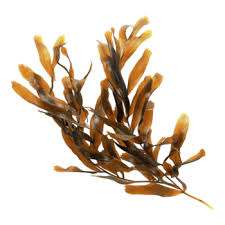 Attēlu rezultāti vaicājumam “Potamogeton lucens”