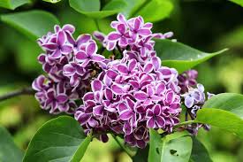 Image result for flieder