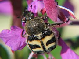 Attēlu rezultāti vaicājumam “Trichius fasciatus”