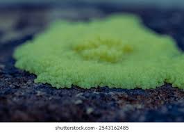 Attēlu rezultāti vaicājumam “Stemonitis flavogenita”