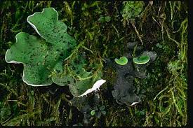 Attēlu rezultāti vaicājumam “Peltigera”