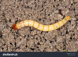 Attēlu rezultāti vaicājumam “Elateridae larva”