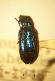 Attēlu rezultāti vaicājumam “Necrobia violacea”