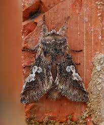 Attēlu rezultāti vaicājumam “Diloba caeruleocephala”