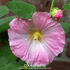Image result for Alcea rosea