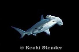 Image result for Sphyrna lewini