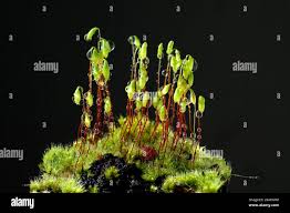 Attēlu rezultāti vaicājumam “Pohlia nutans”