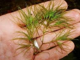 Attēlu rezultāti vaicājumam “Najas minor leaf”