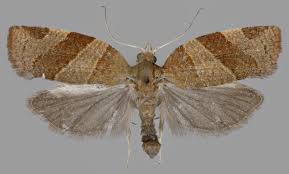 Attēlu rezultāti vaicājumam “Pandemis cinnamomeana female”