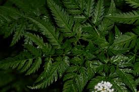 Image result for Chaerophyllum aureum