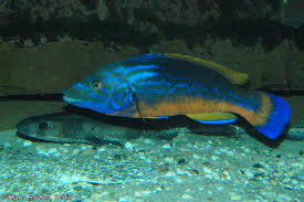 Image result for Labrus mixtus