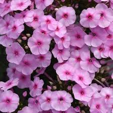 Image result for Phlox paniculata `Sweet Summer`