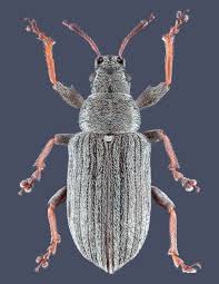 Attēlu rezultāti vaicājumam “Physarum bitectum macro”