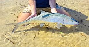 Image result for Albula glossodonta