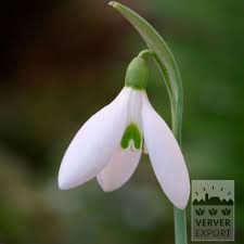 Attēlu rezultāti vaicājumam “Galanthus nivalis”