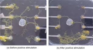 Attēlu rezultāti vaicājumam “Physarum melleum young”