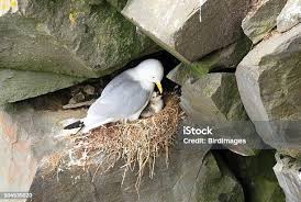 Attēlu rezultāti vaicājumam “Rissa tridactyla nest”