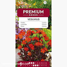 Attēlu rezultāti vaicājumam “Silene x arkwrightii Vesuvius”