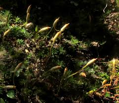 Attēlu rezultāti vaicājumam “Polytrichum juniperinum sporophyte”