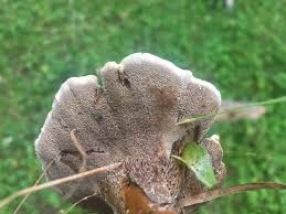 Attēlu rezultāti vaicājumam “Phellodon tomentosus”