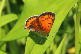 Attēlu rezultāti vaicājumam “Lycaena dispar”